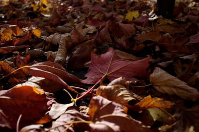 Close-up of fallen maple leaves