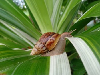 Close-up of snail on leaf