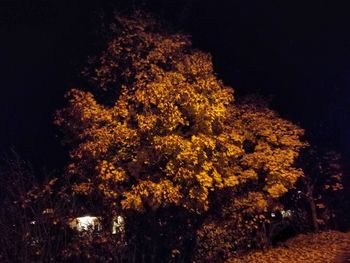 Low angle view of illuminated trees against sky at night