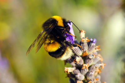 Close-up of bee pollinating on flower