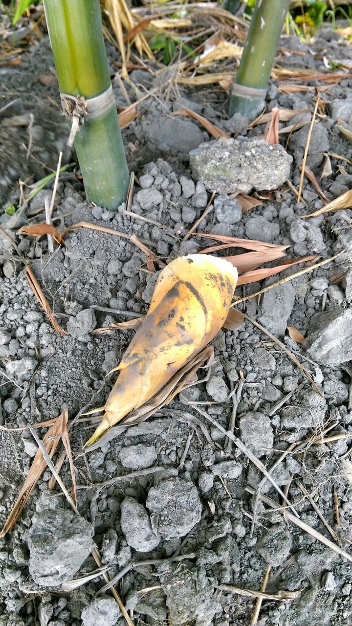 high angle view, close-up, ground, leaf, one animal, nature, animal themes, animals in the wild, snail, wildlife, yellow, day, outdoors, field, fragility, dirt, no people, vegetable, green color, insect