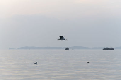 Birds flying over the sea