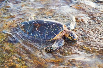 High angle view of turtle on shore