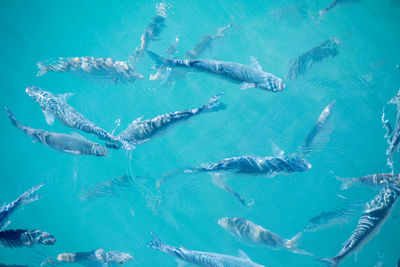 High angle view of fish swimming in sea