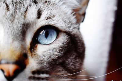 Close-up portrait of cat