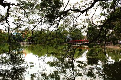 Reflection of trees in lake