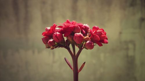 Close-up of flowers