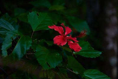 Close-up of red hibiscus on plant