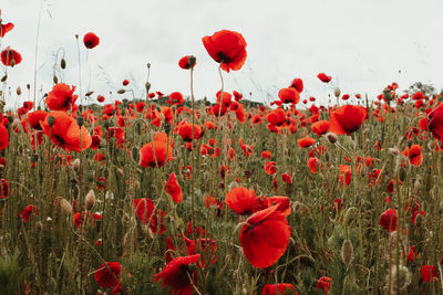 Close-up of red poppy flowers growing on field