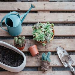 Potted succulents and cactuses ready to be replanted on wooden background