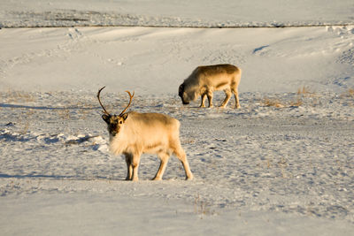 Deer standing on sand at beach