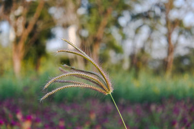 Close-up of plant growing on field