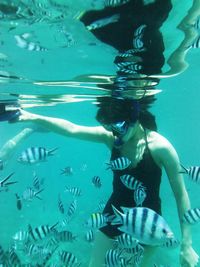 Fish swimming in sea