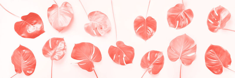 Close-up of red leaves against white background