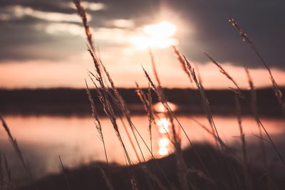 Close-up of stalks against sunset sky