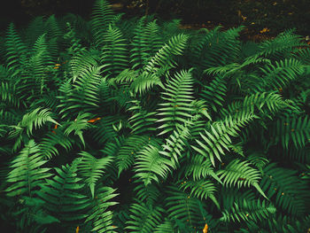 Full frame shot of pine tree