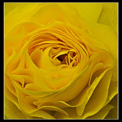 Close-up of yellow flower