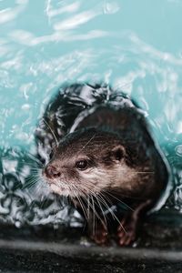 Close-up of jellyfish in water