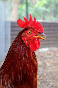 Close-up of rooster