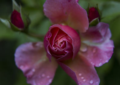 Close-up of rose blooming outdoors