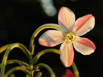 Close-up of flowering plant