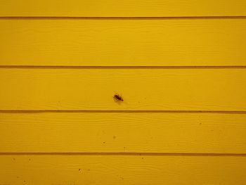 Close-up of insect on wood