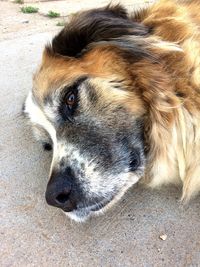 Close-up portrait of dog