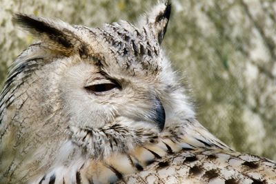 Close-up of owl