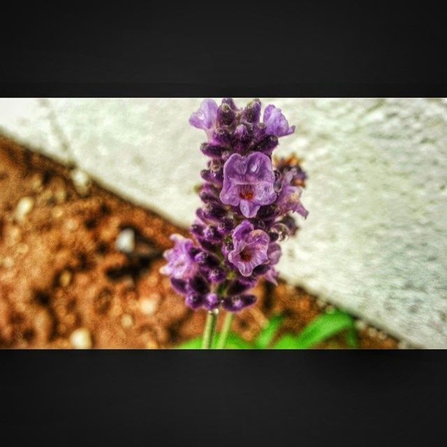 flower, petal, fragility, purple, freshness, flower head, growth, beauty in nature, close-up, focus on foreground, plant, blooming, nature, in bloom, selective focus, indoors, blossom, botany, bunch of flowers, no people