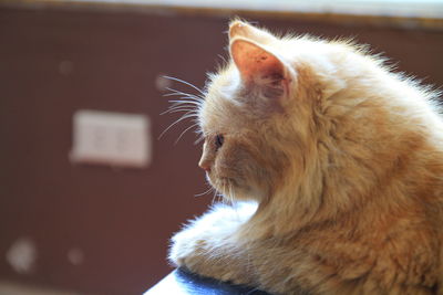 Close-up of cat looking away