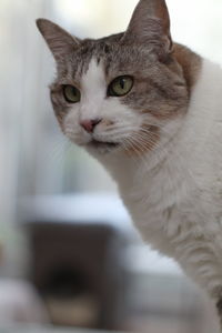 Close-up portrait of a cat at home