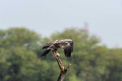 Close-up of a bird flying against the sky