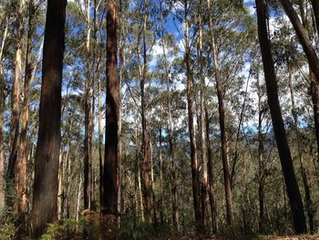 Low angle view of trees in forest