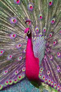 Close-up of peacock