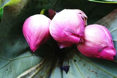 Close-up of pink flowers