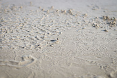 High angle view of crab on sand at beach