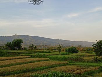 Scenic view of agricultural field against sky