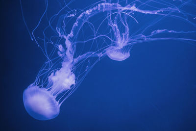 Close-up of jellyfish swimming in sea