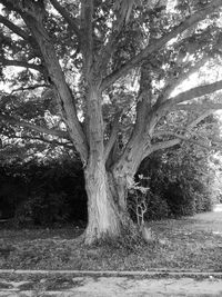 View of tree trunks on field
