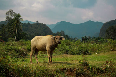 View of a sheep on landscape