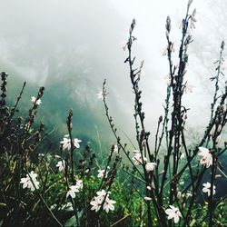 High angle view of flowering plants by lake