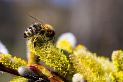 Close-up of bee on yellow flower