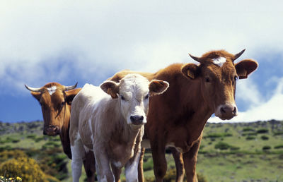 Portrait of cows with calf on field against sky
