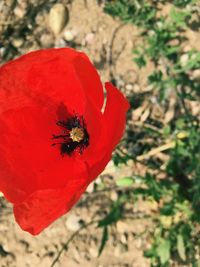 High angle view of bee on red flower