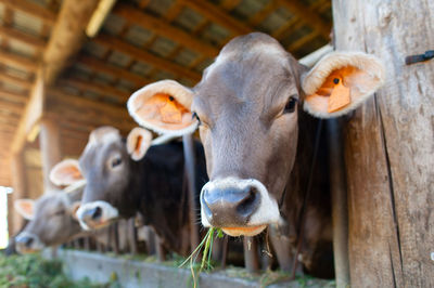 Close-up of cow