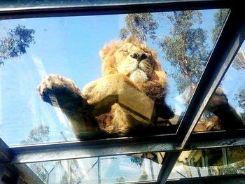 Low angle view of monkey against sky