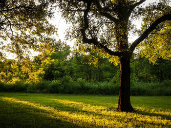 Scenic view of rural landscape