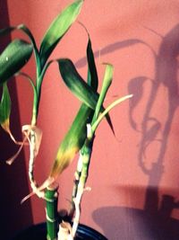 Close-up of flower plant