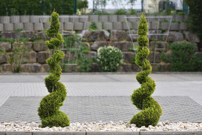 Thuja conifer trimmed in the form of a spiral on the background of the yard