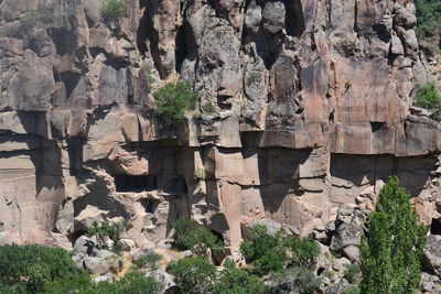 Plants growing on rock